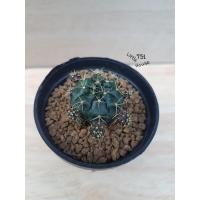ราคา ต้นกระบองเพชร-ยิมโนแอมซิไอ,แม่ลูกดกด่าง,ลูกชุบ-40บาท (4367638578)