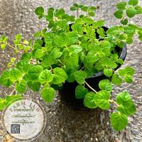 ราคา ออริกาโน่ Oregano สมุนไพรฝรั่ง ออแกนิค 100% ส่งทั้งกระถางขนาด 6นิ้ว (21985756443)