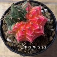 ราคา #ยิมโนมิฮาโนด่างสีหวาน (8236852179)