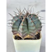 ราคา ยิมโนคาไลเซียม (Gymnocalycium) (48805302018)