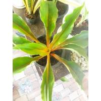 ราคา ว่านเศรษฐีก้านทอง ว่านมงคล (2973583351)