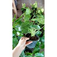 ราคา ต้นพันธุ์ ฟิโลเดนดรอน มรกตเขียว ถุงดำพร้อมปลูก 29บาท หรือ เขียวมรกต Philodendron ฟิโลเขียว เงินไหลมา ฟิโลเดนดรอน (24196160718)