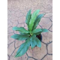 ราคา บัลลังค์เงินหรือทองเต็มบ้าน อโกลนีมา Aglaonema ไม้มงคลเสริมโชคลาภ พุ่มสวยในกระถาง 10 นิ้วต้นสูง 40 ซม.รากดี (12636498263)