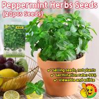 ราคา 20 เมล็ด เมล็ดพันธุ์ สะระแหน่ Peppermint Herbs Seeds เมล็ดพันธุ์สะระเเหน่ เมล็ดสะระแหน่ สะระเเหน่ เมล็ดดอกไม้ เมล็ดบอนส (51404982598)
