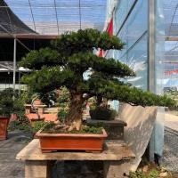 ราคา Podocarpus, บอนไซ, ตอไม้, ลิ้นนก, Podocarpus, ไม้กระถาง, ต้นสนต้อนรับ, บอนไซ, สนดำ, กองเก่า, (28018617880)