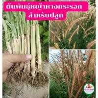 ราคา ต้นพันธุ์หญ้าหางกระรอก (42007733848)
