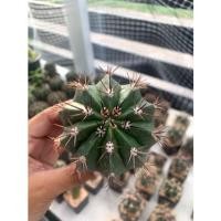 ราคา กระบองเพชร เมโลแคคตัส Melocactus แคคตัส ขนาด 6-8 cm. (5696913148)