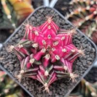 ราคา ยิมโนด่าง ไม้เมล็ด ด่างชมพู (43766836608)