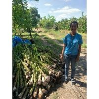 ราคา หน่อกล้วยหอมทอง พันธุ์ลูกใหญ่ ส่งทุกวัน ชุด 1️⃣0️⃣ หน่อ 1️⃣4️⃣0️⃣ บาท (แถมฟรีคู่มือการปลูกให้ทุกๆกล่องค่ะ) (24023218170)