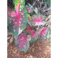 ราคา บอนสี เจ้ากรุงไกรเซอร์ กรุงไกรเซอร์ บอน ทักแชทสอบถามหรือดูรูปเพิ่มเติมได้ (11335391013)