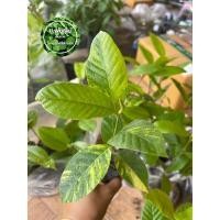 ราคา ต้นยางนา ต้นยางนาด่าง ไม้ด่าง หายาก ‼️หากเสียหายเครมฟรี ไม่มีค่าใช้จ่าย‼️ (11245842644)