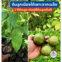 ราคา ต้นลูกเนียงใต้เพาะจากเมล็ด 3 ปีติดลูก พันธุ์นี้ติดลูกทั้งปี (24096333427)