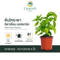 ราคา ต้นโหระพาอิตาเลี่ยน ออร์แกนิค Organic Italian Basil กระถาง 4 นิ้ว / 6 นิ้ว (4536319427)