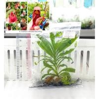 ราคา ต้นหม้อข้าวหม้อแกงลิงเพาะเลี้ยงเนื้อเยื่อจากเมล็ด #033 ต้นไม้​กินแมลง พืช​กิน​แมลง​ Nepenthes (47552204599)
