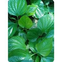 ราคา ต้นชะพลูมีสรรพคุณมากกว่าที่เรารู้ชุด3ต้นพร้อมกระถาง (22236553663)