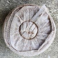 ราคา พีทมอสอัดก้อน 50*10mm (40903143224)