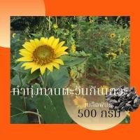 ราคา เมล็ดทานตะวันปลูกดูดอก ดอกใหญ่ ขนาด 500 กรัม และ 1 กิโลกรัม (22712202548)