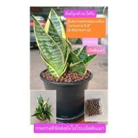 ราคา ลิ้นมังกรแคระขอบเหลือง(3ต้น/กระถาง)กระถาง 5.5 นิ้ว+จานรอง+เม็ดดินเผา (43705661623)