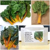 ราคา เมล็ดพันธุ์ สวิสชาร์ด สีส้ม (Orange Swiss Chard Seed) บรรจุ 50 เมล็ด คุณภาพดี ราคาถูก ของแท้ 100% (7226630320)