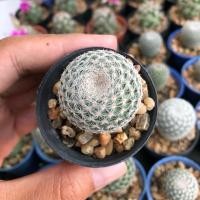 ราคา Mammillaria microthele แมมนกฮูก Sz.S (2557117275)