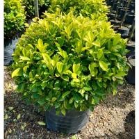 ราคา ต้นไทรทอง ไทรยอดทอง ไม้มงคล ไม้ประดับ ทรงพุ่มกลมใหญ่ “ถุงเพาะ 12 นิ้ว” (43126412507)