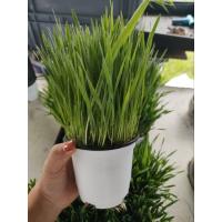 ราคา Cat grass หญ้าแมว ต้นอ่อนข้าวสาลีปลอดสารพิษ (27965063415)
