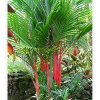 ราคา ต้นไม้มงคลต้นหมากแดง (21680357084)