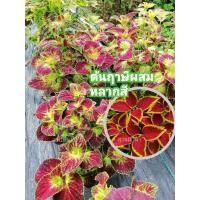 ราคา ต้นฤาษีผสมต้นไม้ประดับหลากสีสัน (45602221647)