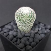 ราคา กระบองเพชร แคคตัส แมมนกฮูก Mammillaria Microthele (957819319)
