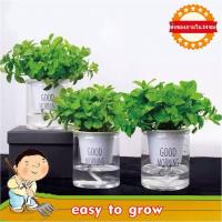 ราคา 300 pcs เมล็ดพันธุ์ สะระแหน่ เมล็ดสะระแหน่ ปริมาณเมล็ดพันธุ์สะระเเหน่ เมล็ดพันธุ์สะระแหน่ ปลูกง่าย สาระแหน่ เมล็ดพันธุ์ (11266591621)