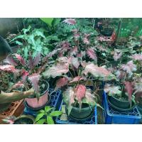 ราคา บอนสี ฮองเฮา หงส์สุวรรณ กวนอิม ชายชล นางไหม เงาะถอดรูป ร่อนทอง กวนอู อิเหนา ไก่ตัวงาม ไก่ราชาวดี ไก่สุดสงวน (12720875556)