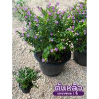 ราคา ต้นหลิวไต้หวัน(สีม่วง) พุ่มเล็ก กระถางขนาด6นิ้ว (40116187189)