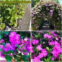 ราคา (1ต้น)(ขาย ต้นพันธุ์) ดอก ต้น ม่วงมณีรัตน์ บานบุรีสีม่วง ต้นม่วงมณีรัตน์ ต้นบานบุรีสีม่วง บานบุรี สี ม่วง ดอกม่วงมณีรัตน (13012671495)