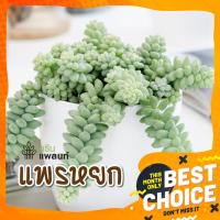 ราคา แพรหยก เศรษฐีแพรทอง ไม้มงคล (24738595382)