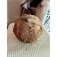 ราคา กะลาตาเดียว ของทนสิทธิ์ (24830671989)