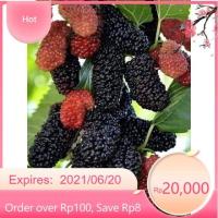 ราคา ต้นหม่อนดำออสตุรกี 1ชุดได้2ต้น หม่อนหรือมัลเบอรี่ (mulberry) ชนิดกินผล ลูกใหญ่กว่าพันธุ์อื่น สายพันธุ์ดำออสตุรกี (24423112586)