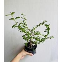 ราคา ต้นเพรมน่า ใบยาว เพรมน่า[Premna] บอนไซจิ๋ว ไม้กระถาง ทรงสวยใบเยอะ (9380875385)