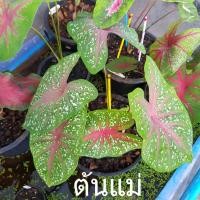 ราคา นกกระทา บอนสี บอนสีนกกระทา (13968194008)