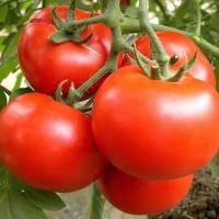 ราคา Giant Tomato Seed 300เมล็ด เมล็ดพันธุ์ มะเขือเทศ มะเขือเทศยักษ์ เมล็ดมะเขือเทศ F1 ปลูกง่าย Vegetable Seed เมล็ดพันธุ์ผัก (46403953901)