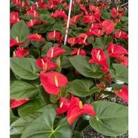 ราคา หน้าวัว​ ดอกสีแดง​ ต้นใหญ่​ กระถาง​ 4-6​ นิ้ว​ ไม้ดอกสวยงาม​ ต้นหน้าวัว (11053415285)