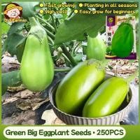 ราคา 250เมล็ด/แพ็ค เมล็ดพันธุ์ มะเขือยาวสีเขียว มะเขือม่วงยักษ์ F1 มะเขือยาวอ้วน Big Green Eggplant Seeds เมล็ดมะเขือยาว (51404715828)