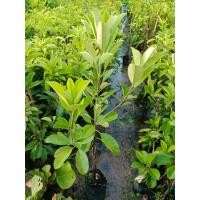 ราคา ต้นละมุดสีดา ต้นเสียบยอด สูง80-90เซ็น (ชุด2ต้น) (41273806041)