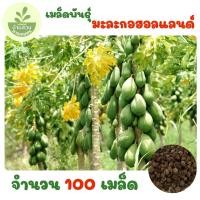 ราคา เมล็ดพันธุ์มะละกอฮอลแลนด์ จำนวน 100 เมล็ด (44177434109)