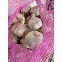 ราคา กระเทียมจีน กระเทียมกลีบใหญ่ (8777809517)