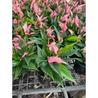 ราคา หน้าวัวแคระลิลลี่ ชมพู หวานละมุน หน้าวัวแคระลิลลี่สีชมพูสวยมากกก ตะมุตะมินานามีที กระถาง6-7นิ้วแน่น (24352956264)