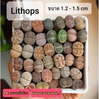 ราคา ถูกที่สุด Lithops ไลทอป ขนาด 1.2 - 1.5 cm คละสายพันธุ์ ก้อนหินมีชีวิต แคคตัส แคคตัสหน้าตูด cactus Lithop (4848108863)
