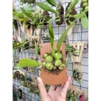 ราคา กระถางดินเผา+สิงโตลินด์เลย์ (27923098842)