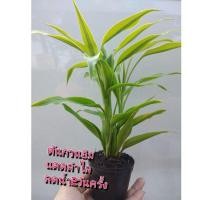 ราคา ต้นไผ่กวนอิม​ต้นไม้​มงคล​ต้นไม้​ฟอก​อากาศ​ (6283666294)