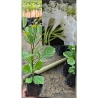 ราคา ต้นแคนาหรือต้นแคป่า ปลูกเป็นไม้มงคล ปลูกกินดอก ดอกสีขาวรสหวานอมขมนิดอร่อย ชุด3ต้น (46953021168)