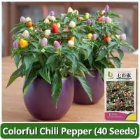 ราคา เมล็ดพันธุ์ พริกหลากสี F1 เมล็ดพริกไทยร้อน บรรจุ 40 เมล็ด เมล็ดพันธุ์พริก เมล็ดพันธุ์ผัก ผักสวนครัว บอนไซ ผักออร์แกนิก (27824037283)